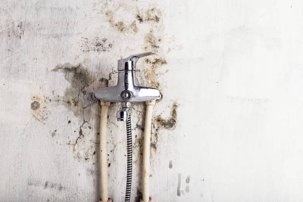 Best Residential Mold Remediation in Elmont, NY