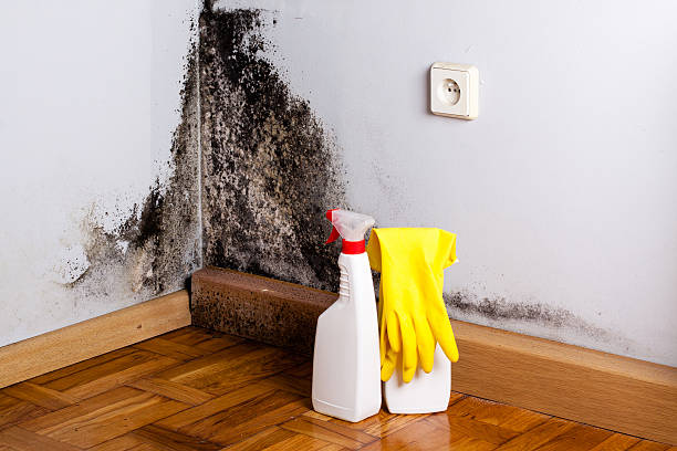 Best Post-Flood Mold Remediation in Elmont, NY