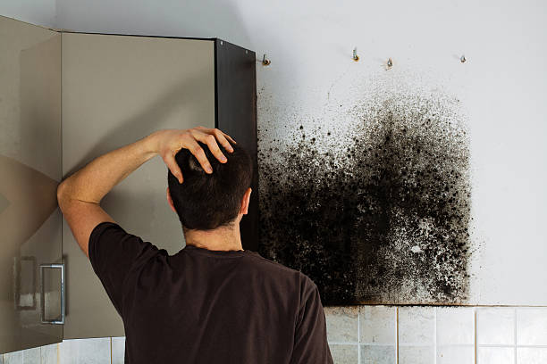 Best Basement Mold Remediation in Elmont, NY