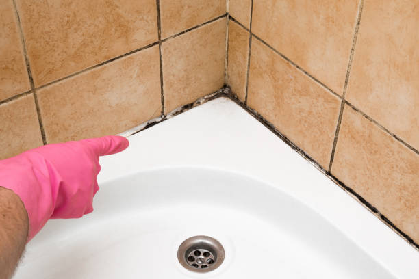 Best Emergency Mold Remediation in Elmont, NY